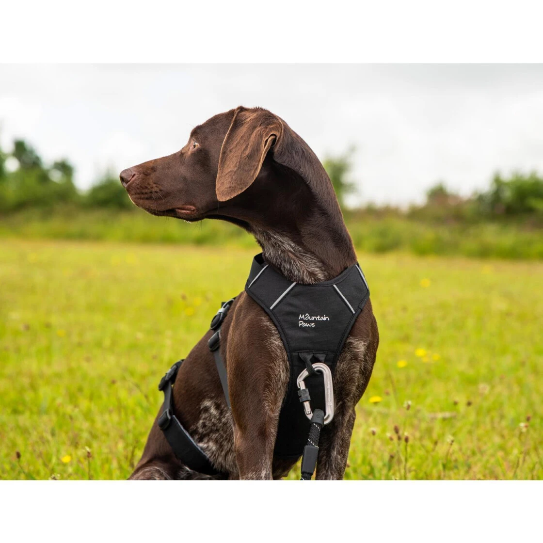 Mountain Paws Geschirr 'Harness', L – Bild 2